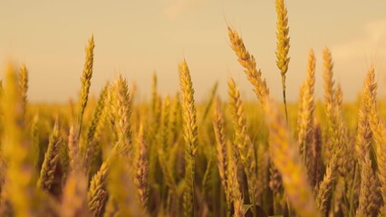 Yellow ears of wheat ripening in field in summer during sunset. Agricultural business. Growing...