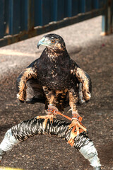 The hawk that acts in falconry as a watcher of the sky in airport security