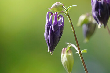 Naklejka na ściany i meble Purple flower bud hanging on a stem against a green background