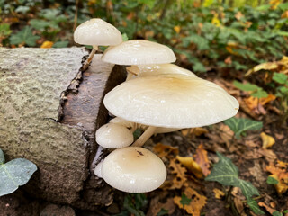 Cluster of wild white fungi growing out of a tree stump in a forest