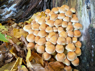 Cluster of wild fungi on a tree stump with autumn leaves on the forest floor