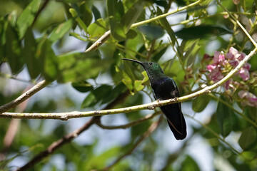 Green throated carib hummingbird perched on a branch