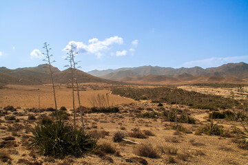 Paisaje desértico con plantas de agave. Agave americana, junto a la playa de Los Genoveses, en San...