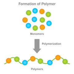 Polymer formation, Monomers unite through polymerization, yielding versatile polymers