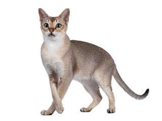 Handsome young adult Singapura cat, standing side ways with crossed front legs. Looking beside camera with mesmerising green eyes. Isolated cutout on a transparent background.