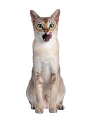 Handsome young adult Singapura cat, sitting up facing front. Looking straight at camera with...