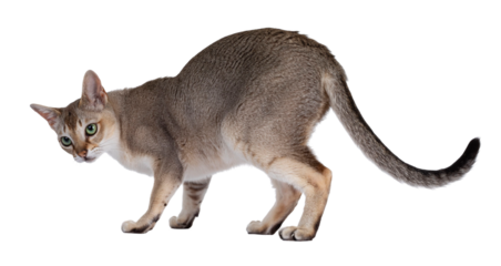 Handsome young adult Singapura cat, standing side ways showing behind. Looking straight atover shoulder away from camera with mesmerising green eyes. Mouth open and licking face with large pink tongue