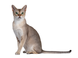 Handsome young adult Singapura cat, sitting up side ways. Looking straight at camera with mesmerising green eyes. Isolated cutout on a transparent background.