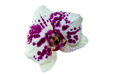White orchid with purple spots isolated
