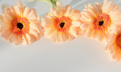 Delicate pale peach gerbera flower stems on white background. Aesthetic close up view flora
