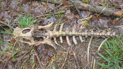 Close-up photo of a deer skeleton in a forest, selective focus.