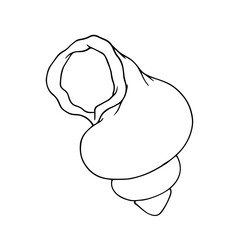 Linear sketch, outline of a sea shell. Vector graphics.