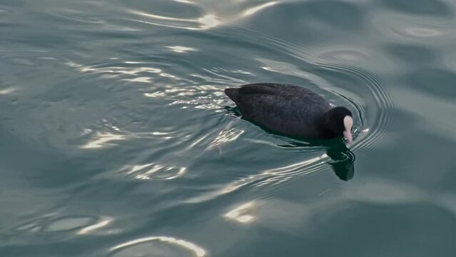The Eurasian coot, Fulica atra, the common coot, Australian coot. Fresh water black bird with white beak floating on  water. Slow motion video footage