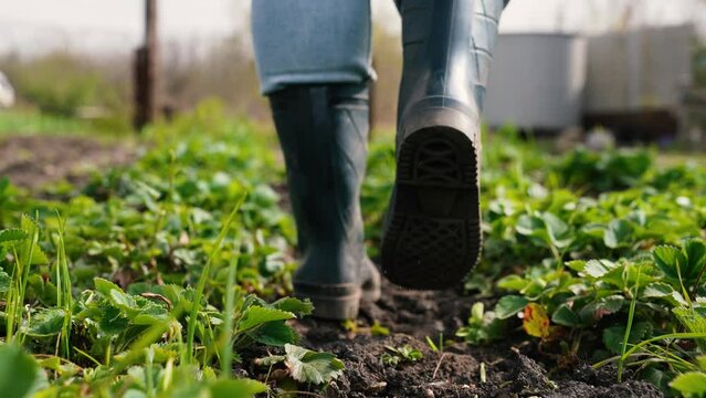 farmer walks along farm rubber boots, agriculture, work farm garden, gardener walks rubber boots through black soil, farmer feet rubber boots, go to work land road, farm work, smart land, growing