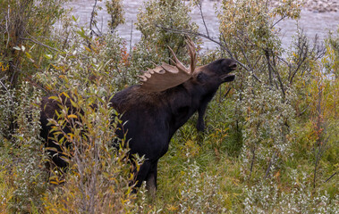 Bull Moose During the Fall Rut in Wyoming