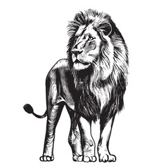 Lion portrait lion standing sketch hand drawn