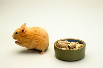 Hamster doré, Mesocritus auratus
