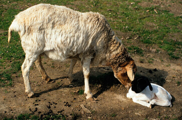 Mouton, femelle et jeune, race Somalie