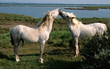 Obraz premium Cheval, race Camarguaise, Camargue, 34, Herault, France