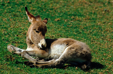 Ane, Anon, Race Francais commun,