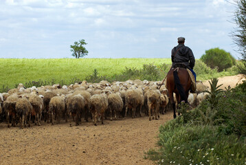 Berger à cheval; mouton, Transhumance, Aragon., Espagne - obrazy, fototapety, plakaty