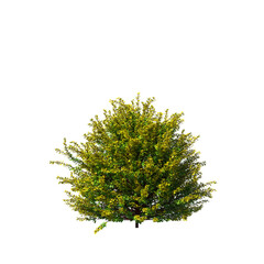 Berberis, barberry, bushes, shrubs, evergreen, small tree, bush, tree, big tree, light for daylight, easy to use, 3d render, isolated