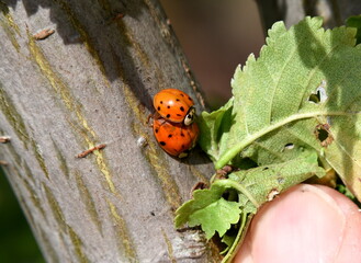 Marienkäfer bei der Paarung