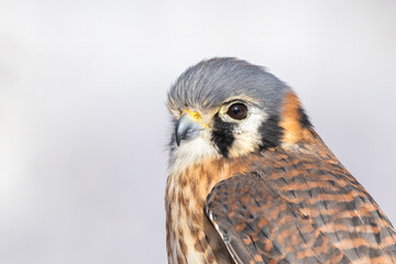Female American kestrel (Falco sparverius)