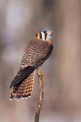 Female American kestrel (Falco sparverius)