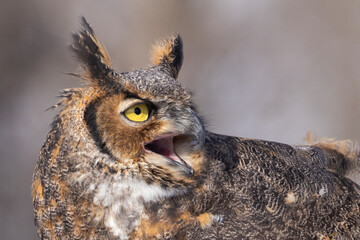 The great horned owl (Bubo virginianus) portrait