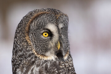 great grey owl (Strix nebulosa) portrait