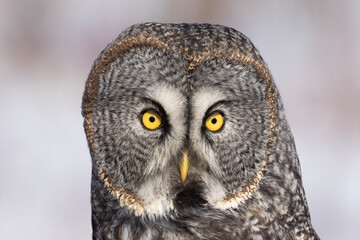 great grey owl (Strix nebulosa) portrait