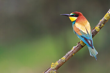 European Bee-eater sitting on a stick.A stunning scene capturing the vibrant colors and elegant...