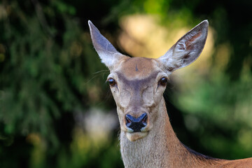 Close-up headshot of red deer doe (cervus elaphus).Her gentle eyes reflect a sense of serenity and wisdom, while her delicate ears stand attentively