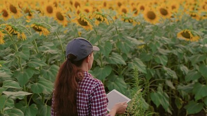 Farmer woman working with tablet computer on field of sunflowers. Businessman with digital tablet examines harvest of oil seeds in sunflower field. Senior farmer at plantation. Agricultural business