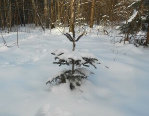 Cute little pine covered by snow in the winter snowy forest.