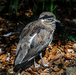 Peruvian thick-knee on the ground. Latin name - Burhinus superciliaris