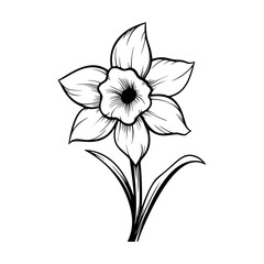 Daffodils Ink Vector Illustration
