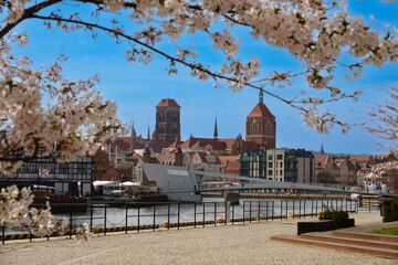 2023-04-13 cherry blossoms against the backdrop of the old town of Gdansk Poland