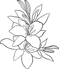 lily flower outline illustration isolated on transparent background