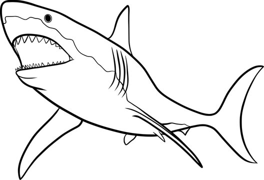 Shark ouline illustration on transparent background	
