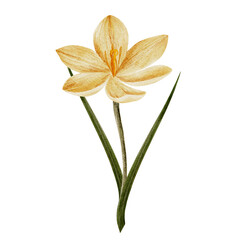 Fototapeta na wymiar crocus flower in yellow color, drawn in watercolor, isolated on white. Hand drawn botanical illustration. Elements for cards, logos, prints, wedding design.