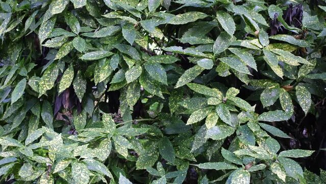 Aucuba japonica is a shrub native to China, Korea, and Japan. 4K
