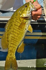 Angler holding a bass 