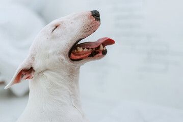 white dog with smooth fur