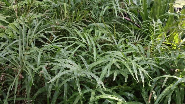 Pteris cretica is a fern native to the Mediterranean basin