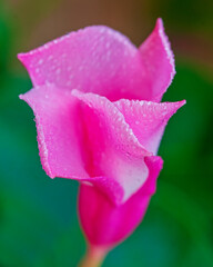 Pink Mandevilla Bloom