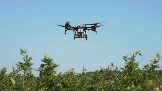 Agrodron treats fields with insect repellant from the air. Sprayers Agrodrone live. Quadcopter flight over the field, help in fertilizer, pesticides.