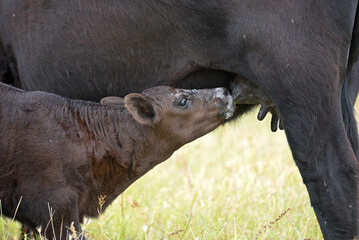 Nursing Calf © LynnSchwabPhotograph