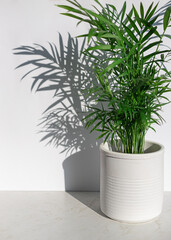 Chamaedorea or Areca palm plant leaves on the bright sunny white  background with shadows. Copy space